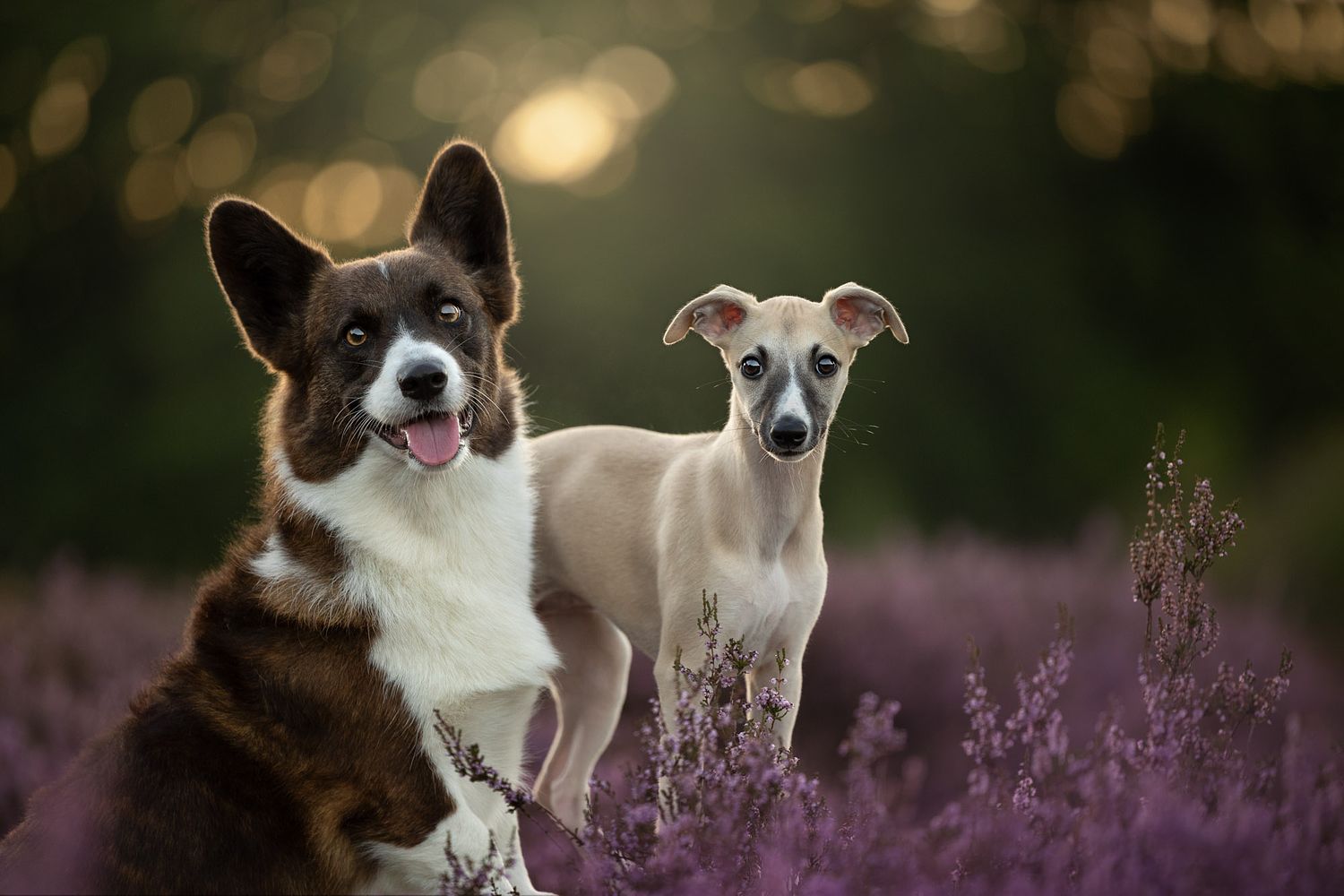 NLS Dierenfotografie