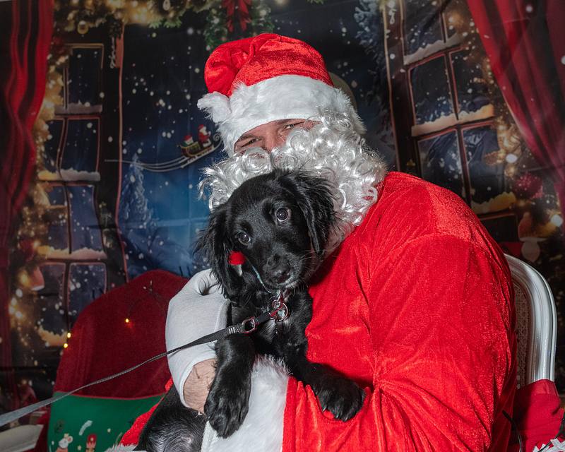 Santa Paws - Christmas Canines - Lathalmond