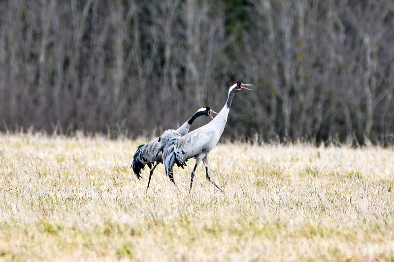 Saabuvate sookurgede kevadlaul.
