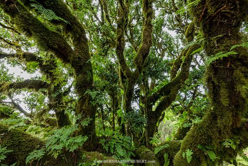 Moos- und farnbedeckter Lorbeerbaum