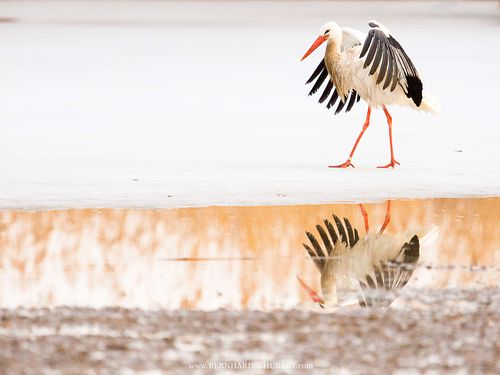 Ciconia ciconia - White stork