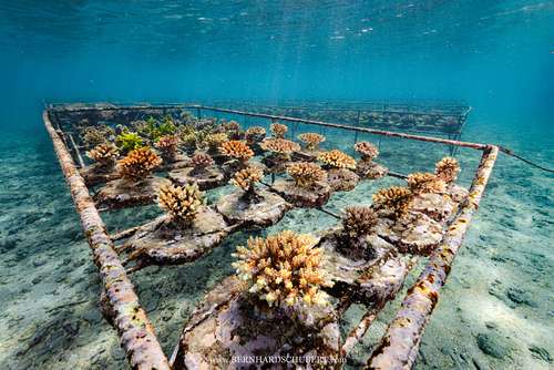 Coral Farm