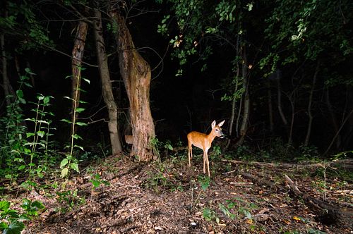 Capreolus capreolus – Reh