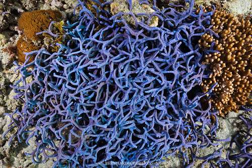 Callyspongia samarensis - Spaghetti sponge