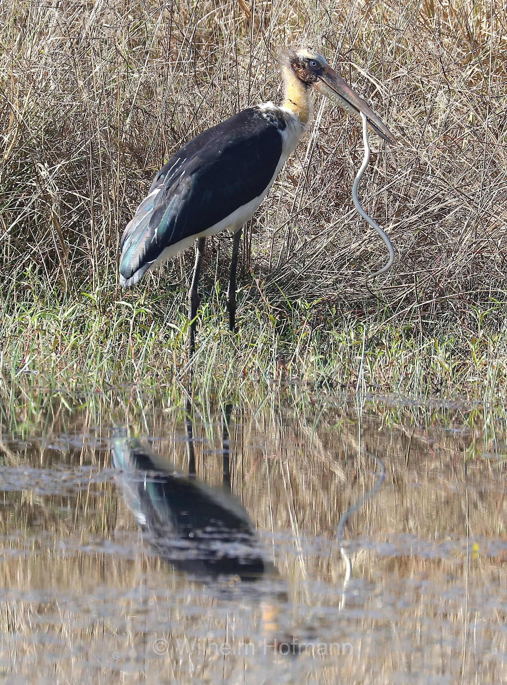 lesser adjutant, Sundamarabu, Sunda-Marabu, Malaien-Storch, Java-Marabu, Kleiner Adjutant, marabù minore, Leptoptilos javanicus, Kanha National Park, Kanha-Nationalpark, parco nazionale di Kanha, Madhya Pradesh, India, Indien