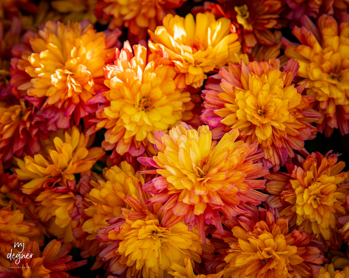 Close-up of Pink-tinged mums