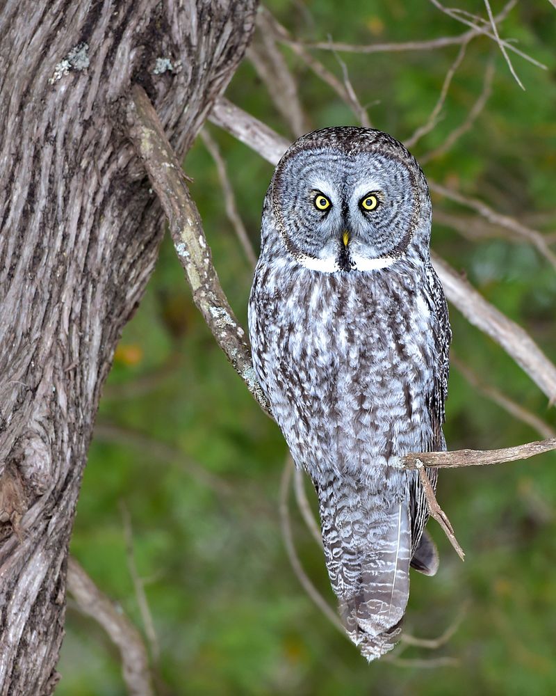 Unlock the Mysteries of Owl Photography with These Mind-Blowing Tips!