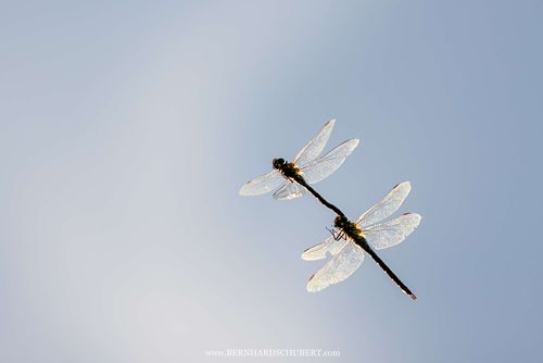 Aeshna cyanea - Blaugrüne Mosaikjungfer