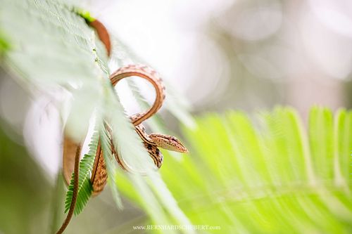 Ahaetulla fasciolata - Speckle-headed whipsnake