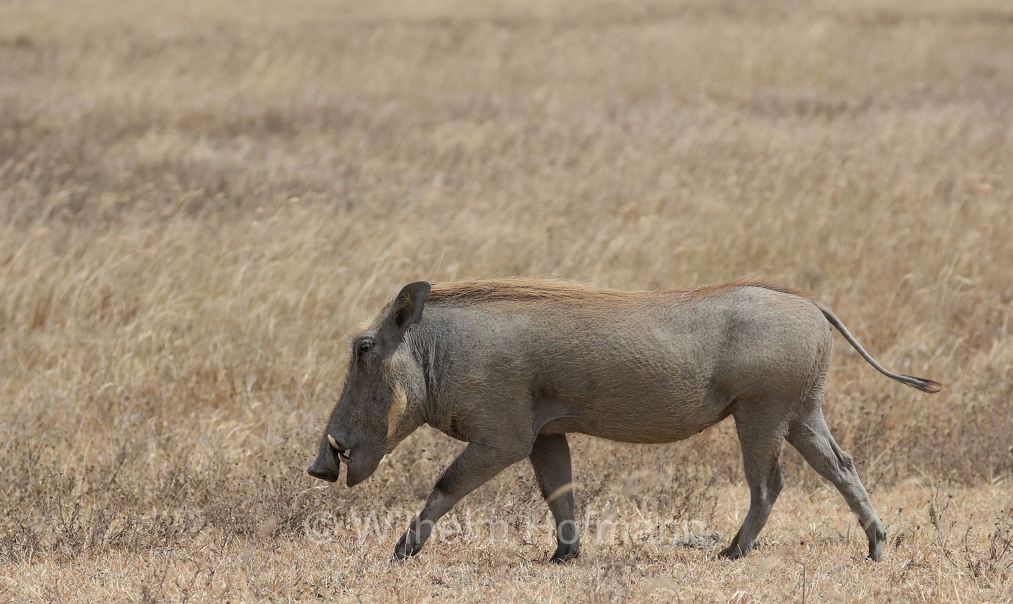 phacochoerus africanus, common warthog, Warzenschwein, facocero, facochero, ﻿area di conservazione di Ngorongoro, Ngorongoro Conservation Area, Ngorongoro Krater, Tanzania, Tansania