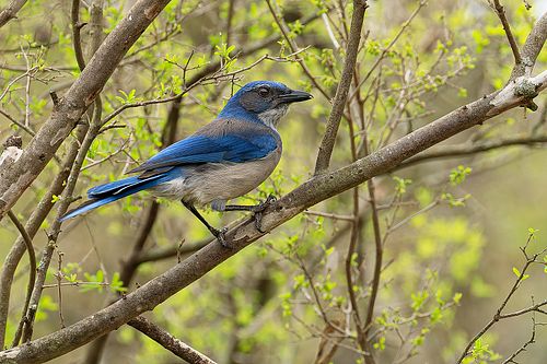A vibrant blue Woodhouse’s Scrub-Jay perched on a budding spring branch in the Texas Hill Country.