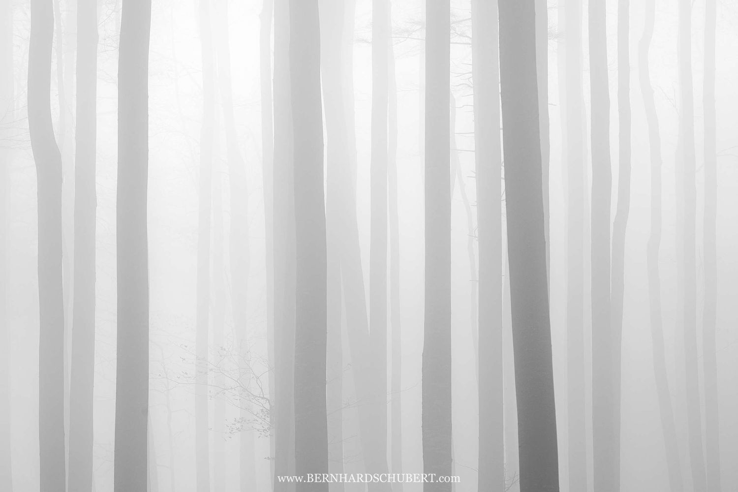 Beeches in fog