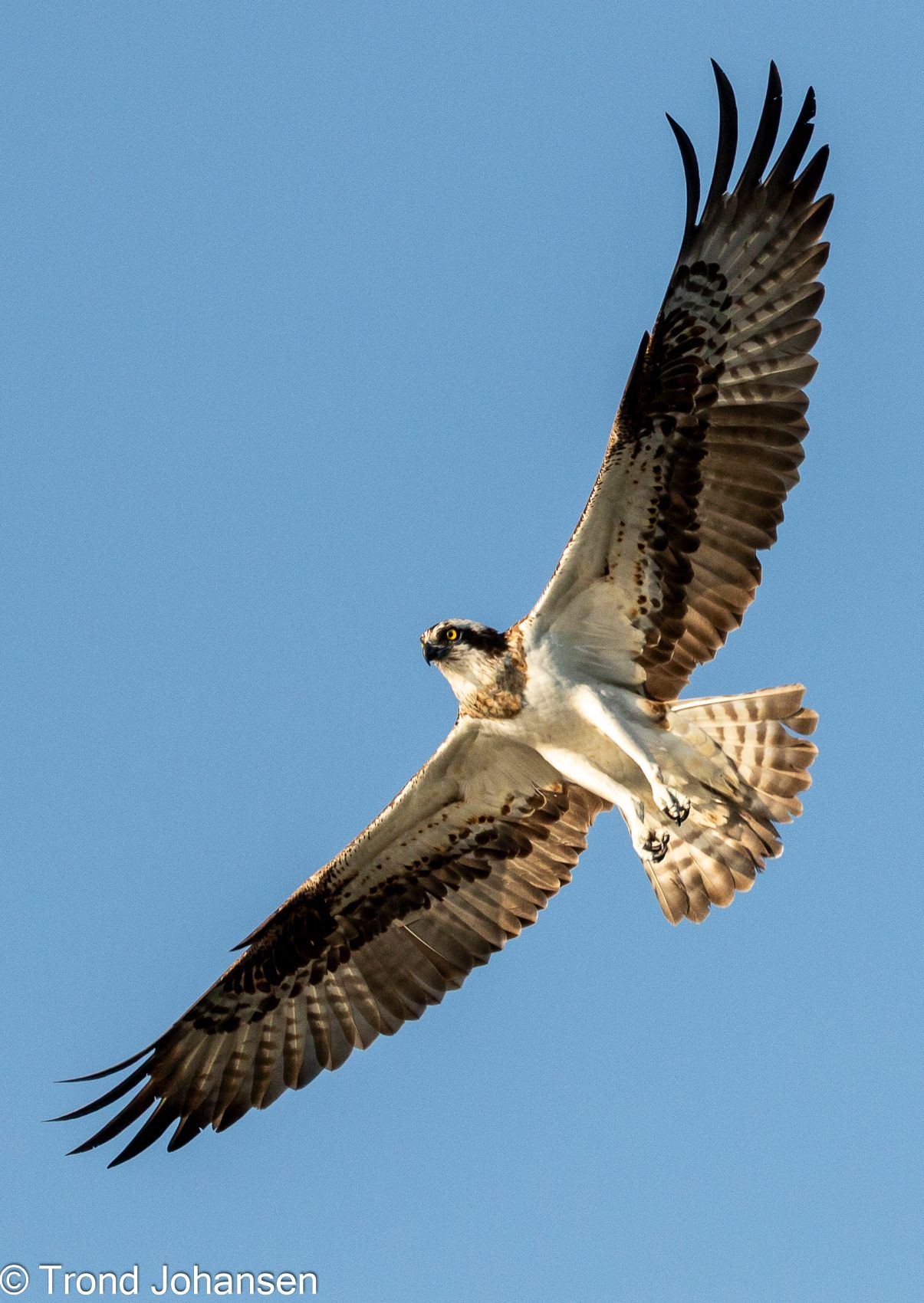 Osprey (Fiskeørn) soaring gracefully over a Norwegian lake, wings fully extended, captured by Trond Johansen