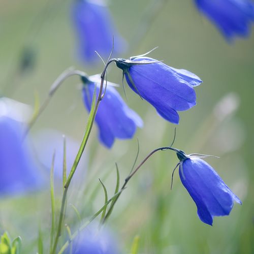 Kapelle Wilder Geschinen