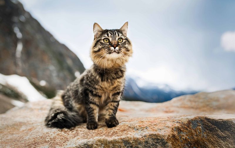 Let's Bark About It: 2026