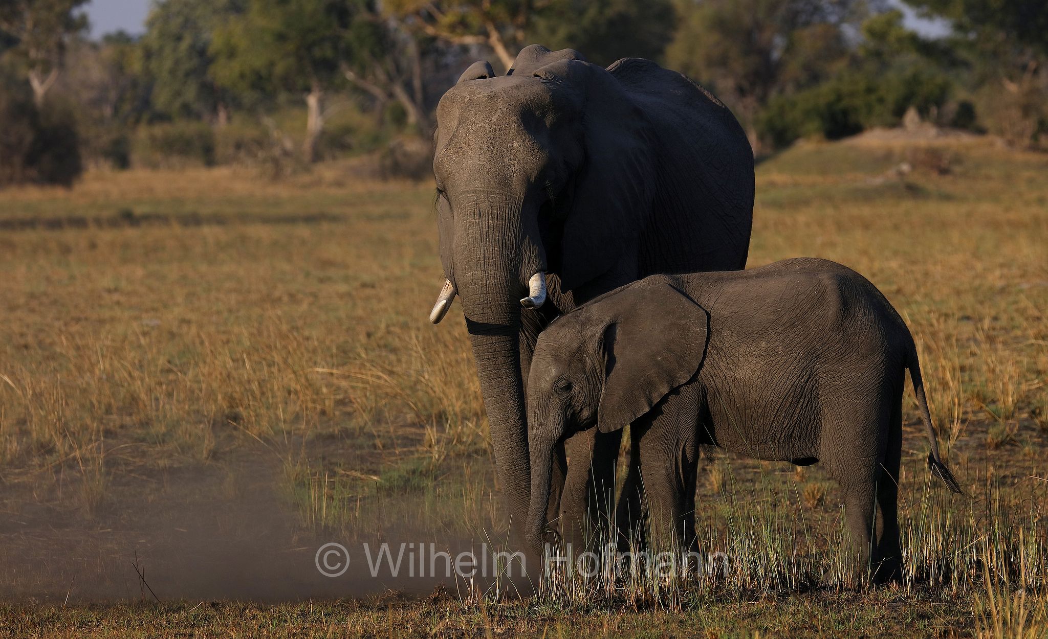 African bush elephant, African savanna elephant, Afrikanischer Elefant, Afrikanischer Buschelefant, Afrikanischer Savannenelefant, Afrikanischer Steppenelefant, elefanto africano, elefanto africano di savana, Moremi Game Reserve, Moremi-Wildreservat, Okavango Delta, Okavango Grassland, Botswana, Republik Botsuana