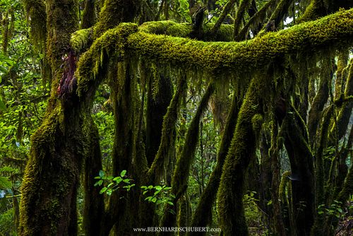 Moss covered trunks