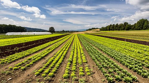 Salatfeld im Seeland