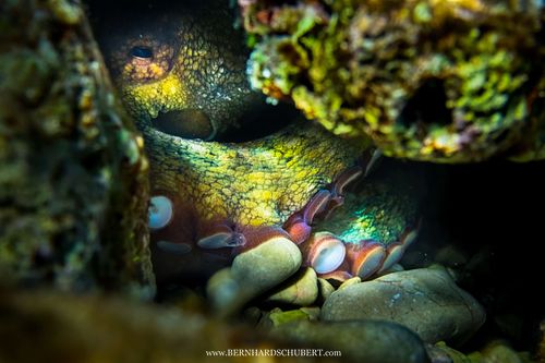 Octopus vulgaris - Common octopus