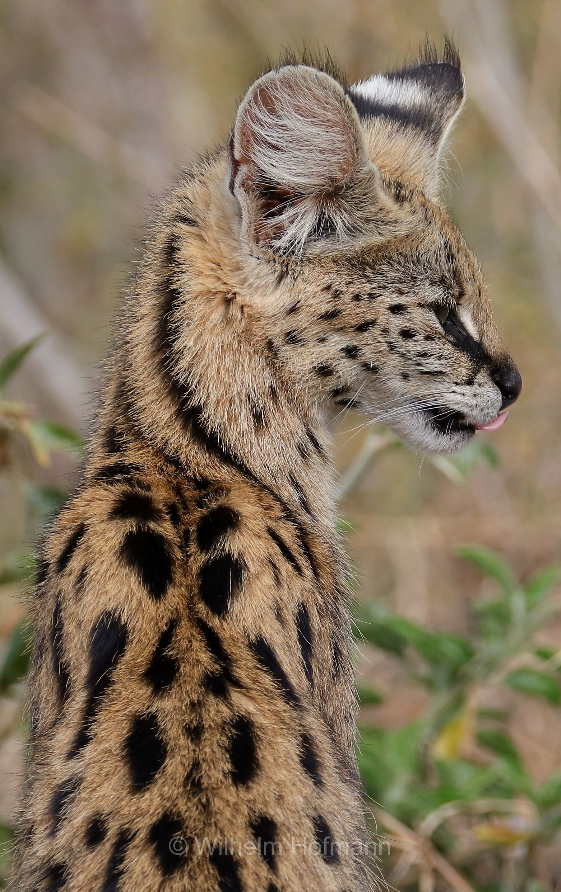 Leptailurus serval, serval, servàlo, Serval, Ngorongoro Conservation Area, Tanzania, Ngorongoro Krater, Tansania, area di conservazione di Ngorongoro