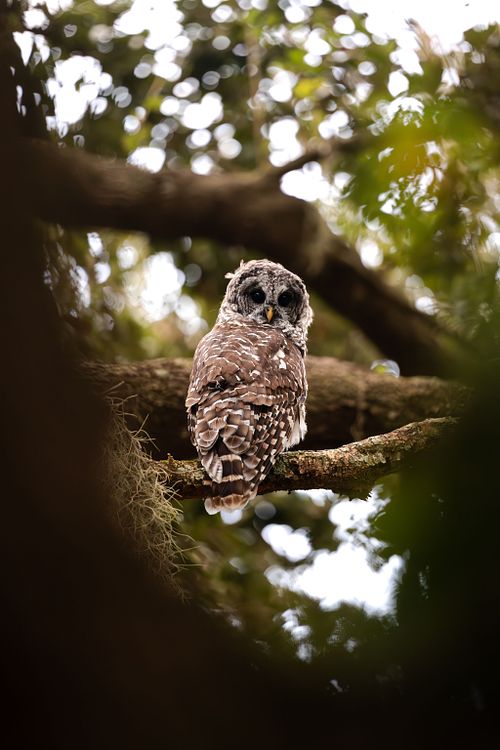 Landscapes and Wildlife