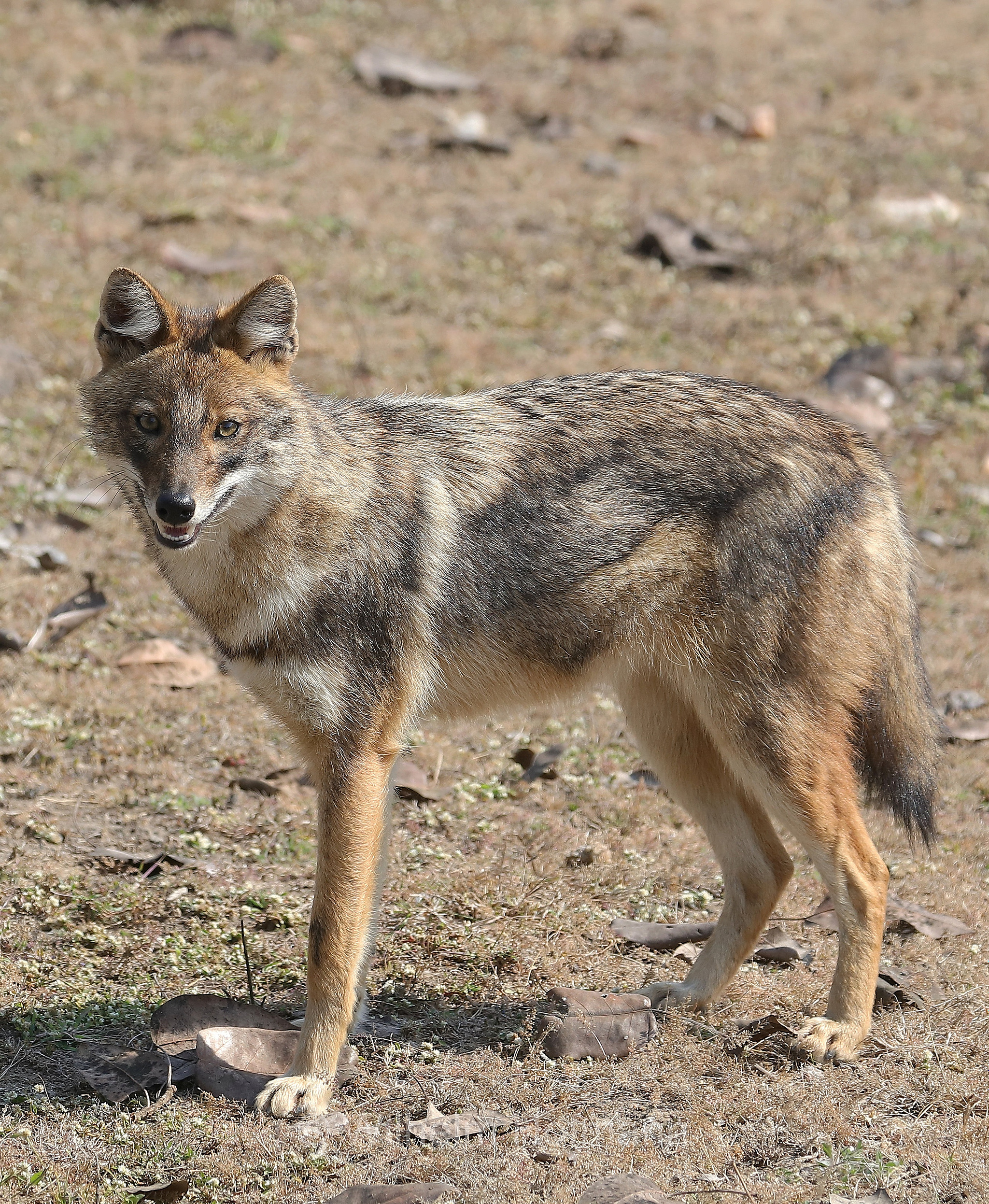 golden jackal, common jackal, Goldschakal, sciacallo, sciacallo dorato, Canis aureus, Kanha National Park, Kanha-Nationalpark, parco nazionale di Kanha, Madhya Pradesh, India, Indien