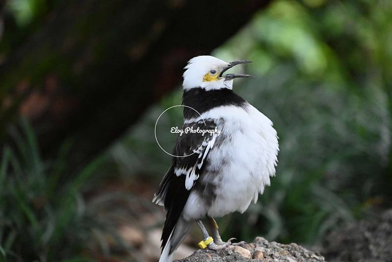 Aves