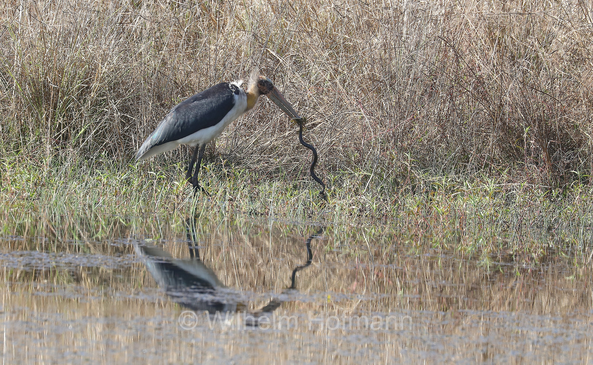 lesser adjutant, Sundamarabu, Sunda-Marabu, Malaien-Storch, Java-Marabu, Kleiner Adjutant, marabù minore, Leptoptilos javanicus, Kanha National Park, Kanha-Nationalpark, parco nazionale di Kanha, Madhya Pradesh, India, Indien