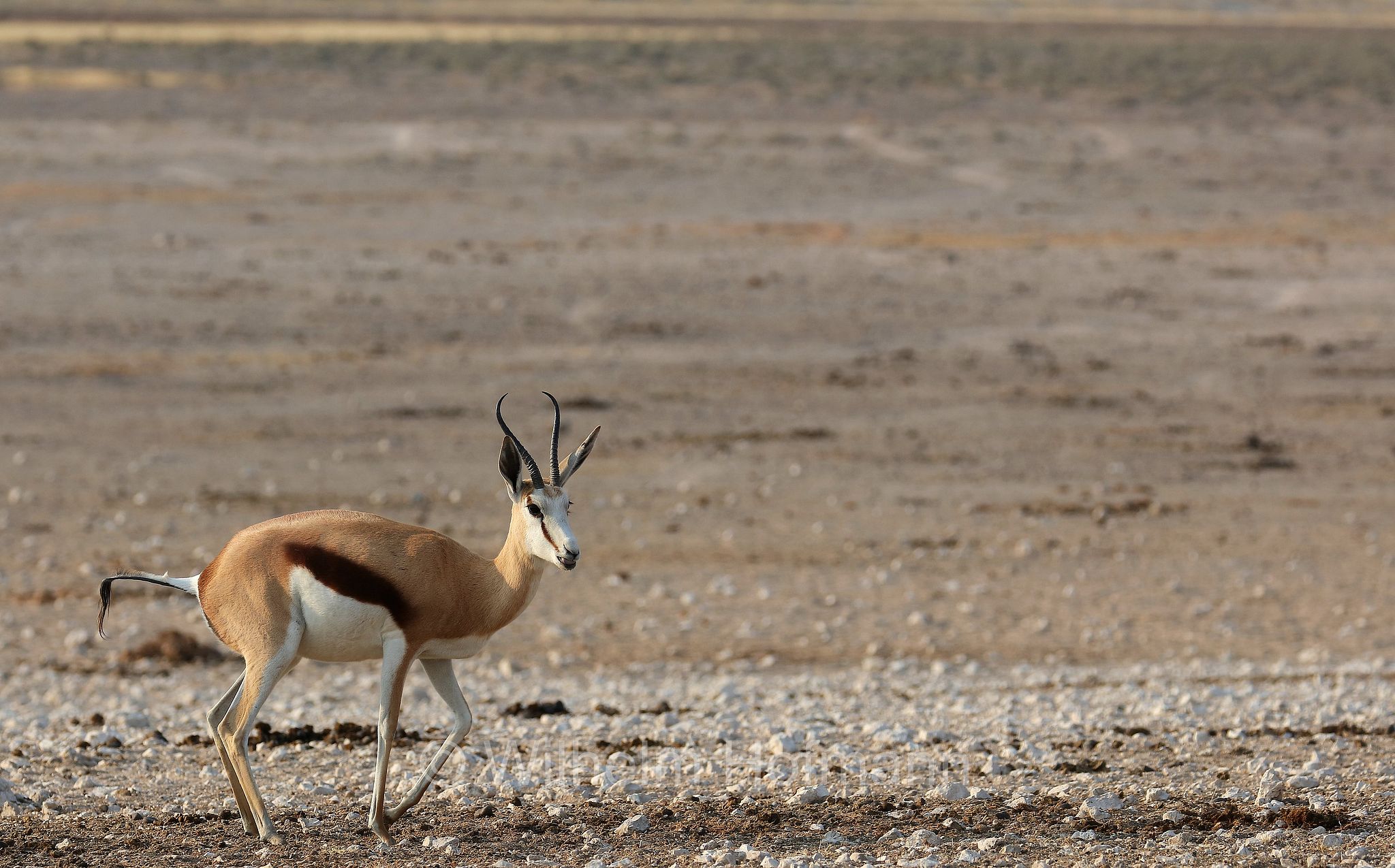 springbok, springbuck, Kap-Springbock, Springbock, Antidorcas marsupialis, Etosha-Nationalpark, Etosha National Park, parco nazionale d'Etosha, Namibia