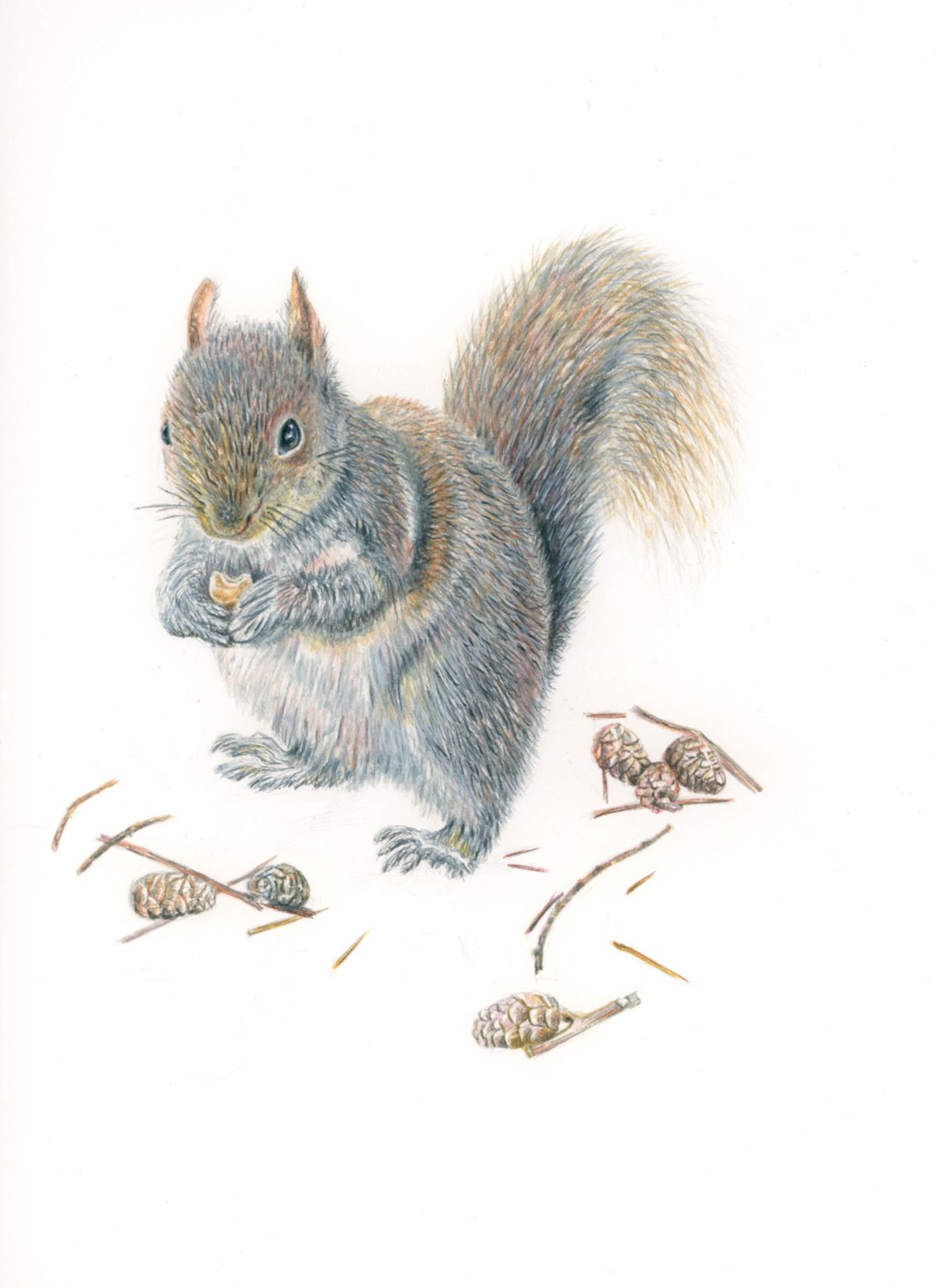 Squirrel