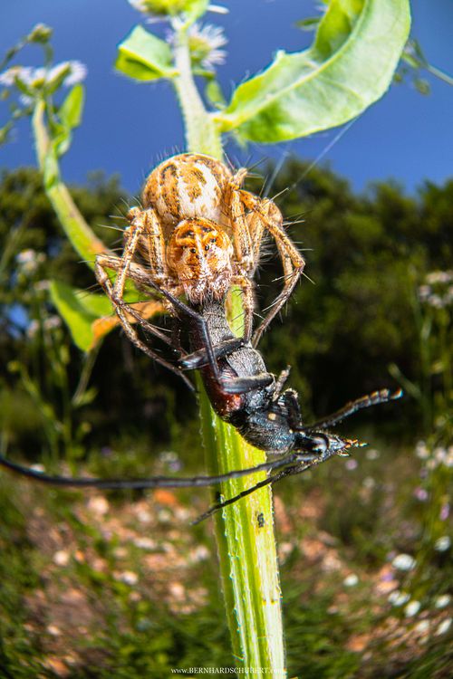 Oxyopes lineatus - Lineated lynx spider