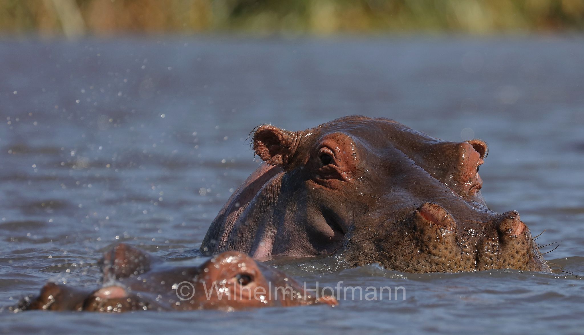 hippopotamus, hippopotamus amphibius, hippo, common hippopotamus, Nile hippopotamus, river hippopotamus, Nilpferd, Flusspferd, ippopotamo, area di conservazione di Ngorongoro, Ngorongoro Conservation Area, Ngorongoro Krater, Tanzania, Tansania