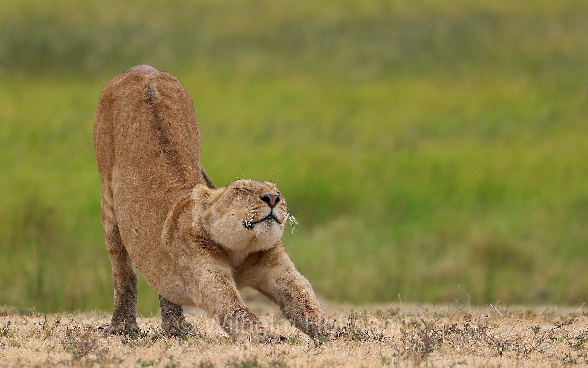 Lion, Ngorongoro Conservation Area, Tanzania, Löwe, leone, panthera leo melanochaita, Ngorongoro Krater, Tansania, Magadisee, lake magadi, lake magad, area di conservazione di Ngorongoro