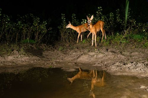 Capreolus capreolus – Reh