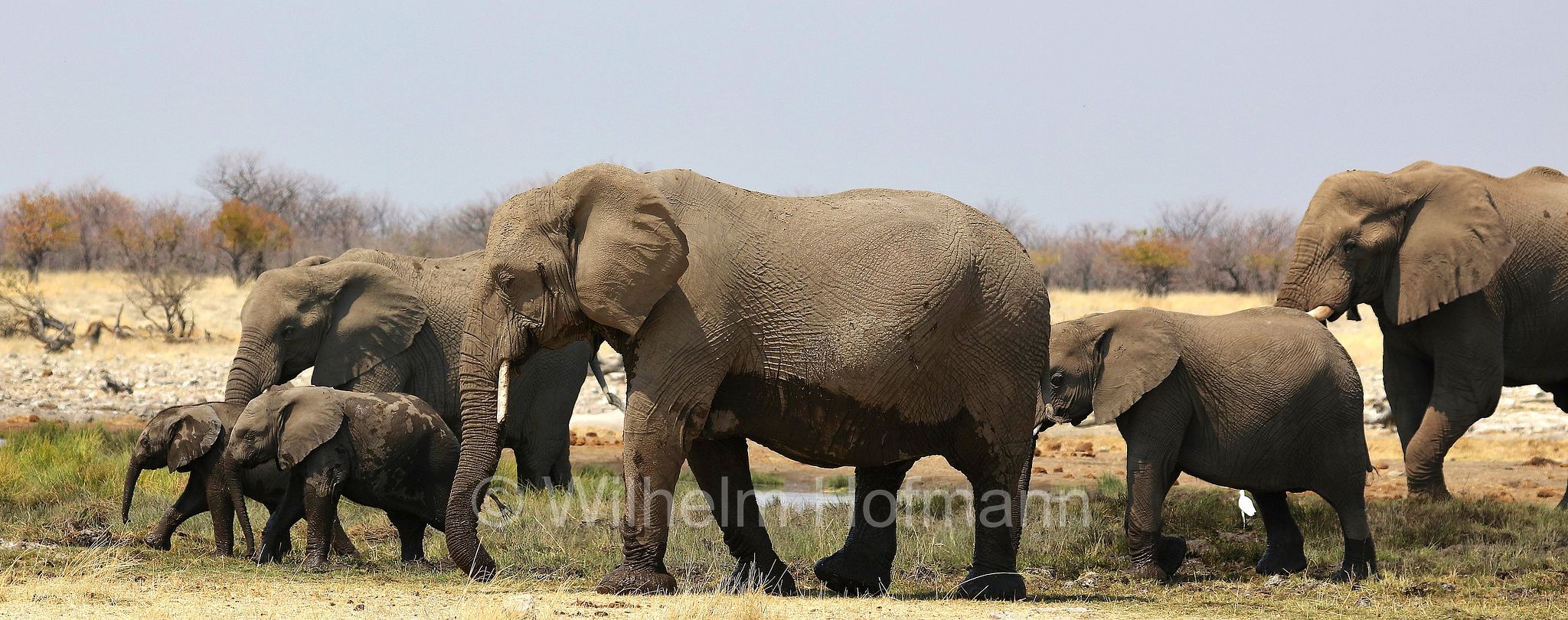 African bush elephant, African savanna elephant, Afrikanischer Elefant, Afrikanischer Buschelefant, Afrikanischer Savannenelefant, Afrikanischer Steppenelefant, elefanto africano, elefanto africano di savana, Etosha-Nationalpark, Etosha National Park, parco nazionale d'Etosha, Namibia