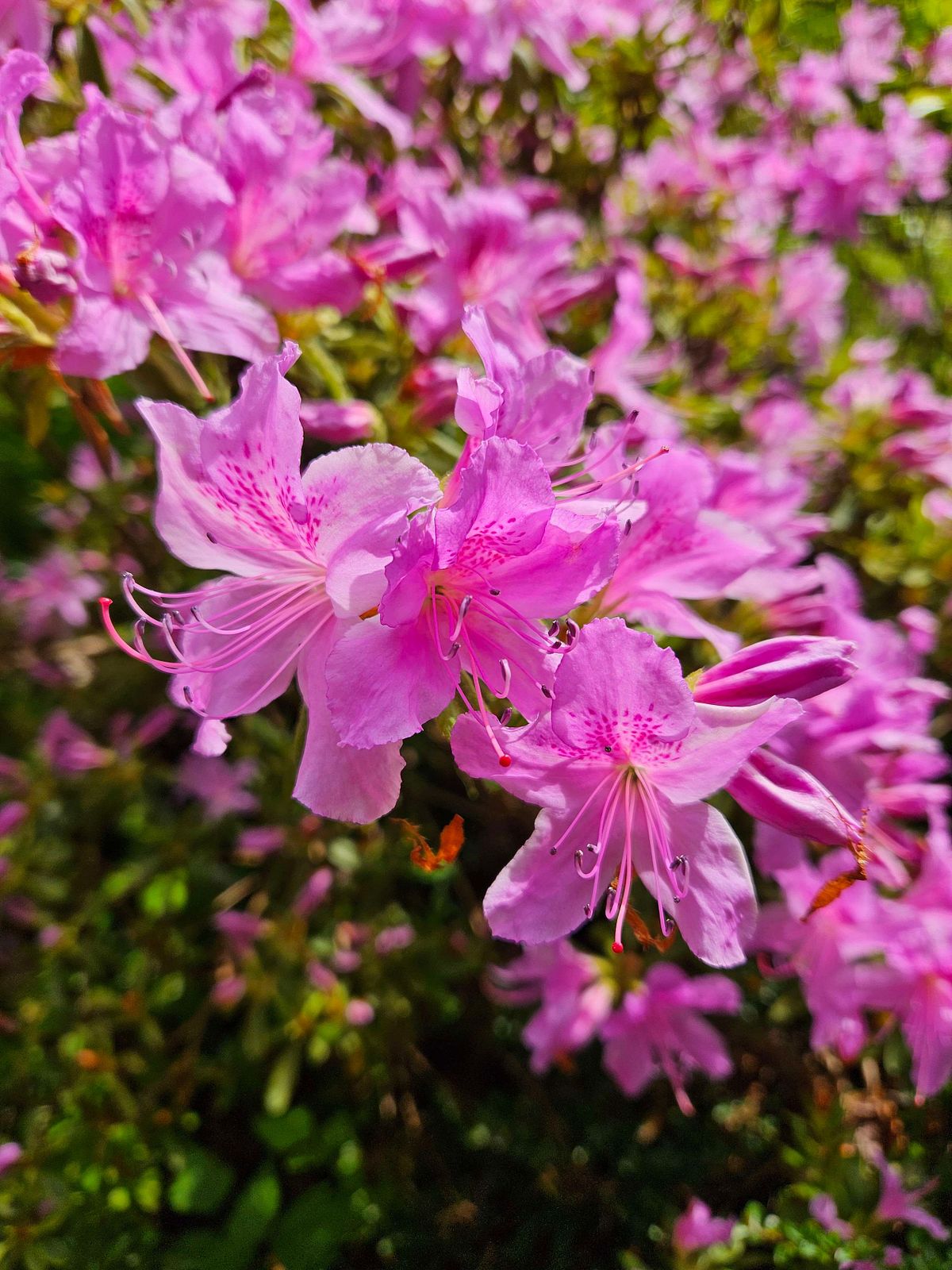 pink azaleas