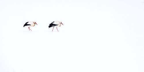 Ciconia ciconia - White stork