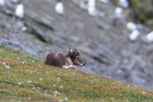 Wildlife