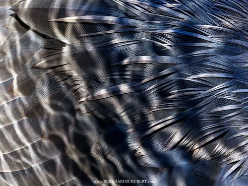 Ardea cinerea - Grey Heron