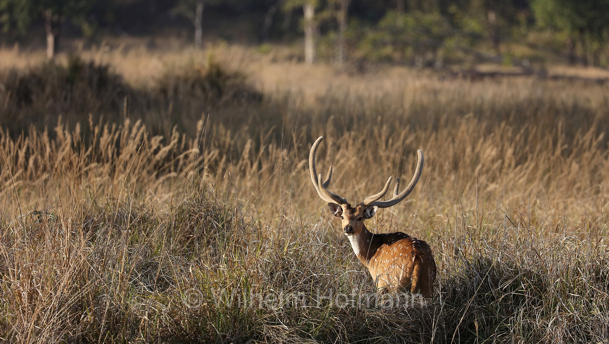 chital, spotted deer, axis deer, Axishirsch, cervo pomellato, Axis axis, Kanha National Park, Kanha-Nationalpark, parco nazionale di Kanha, Madhya Pradesh, India, Indien