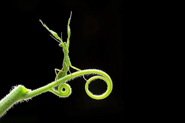 Macrofotografie