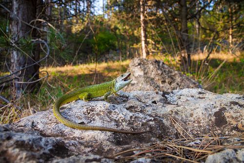 Lacerta viridis – Östliche Smaragdeidechse