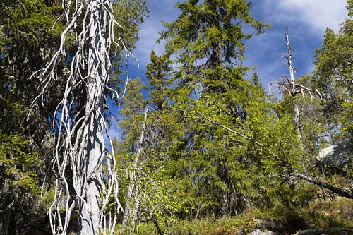 Naturwaldreservat Trillemarka