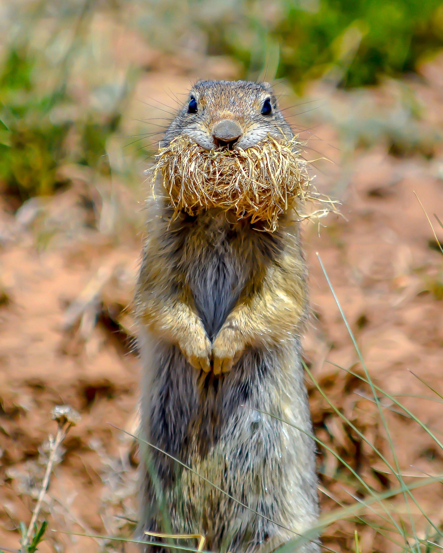 Richardson’s ground squirrel holding a mouthful of grass, nicknamed the bearded squirrel, in a comical and charming pose