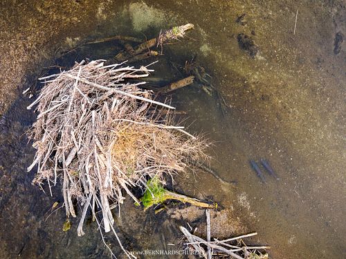 Hucho hucho - Huchen Danube salmon