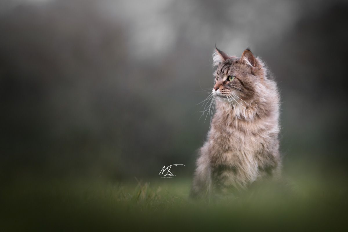 Maine coon, bruin, kijkt naar links naar het zonlicht