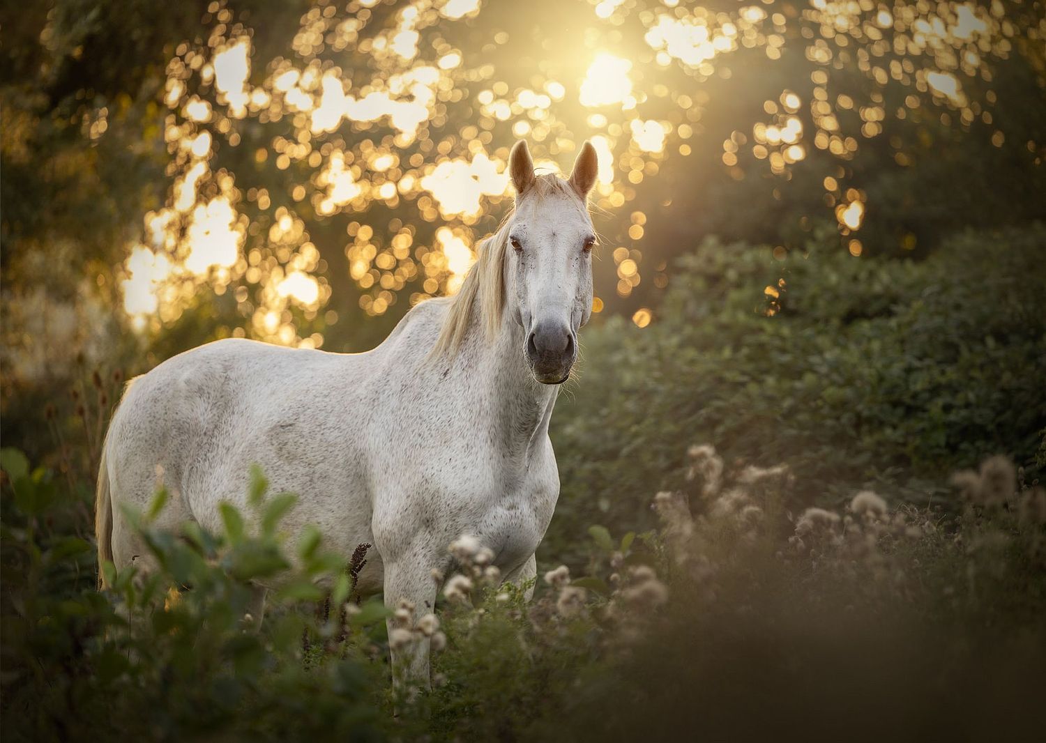 NLS Dierenfotografie