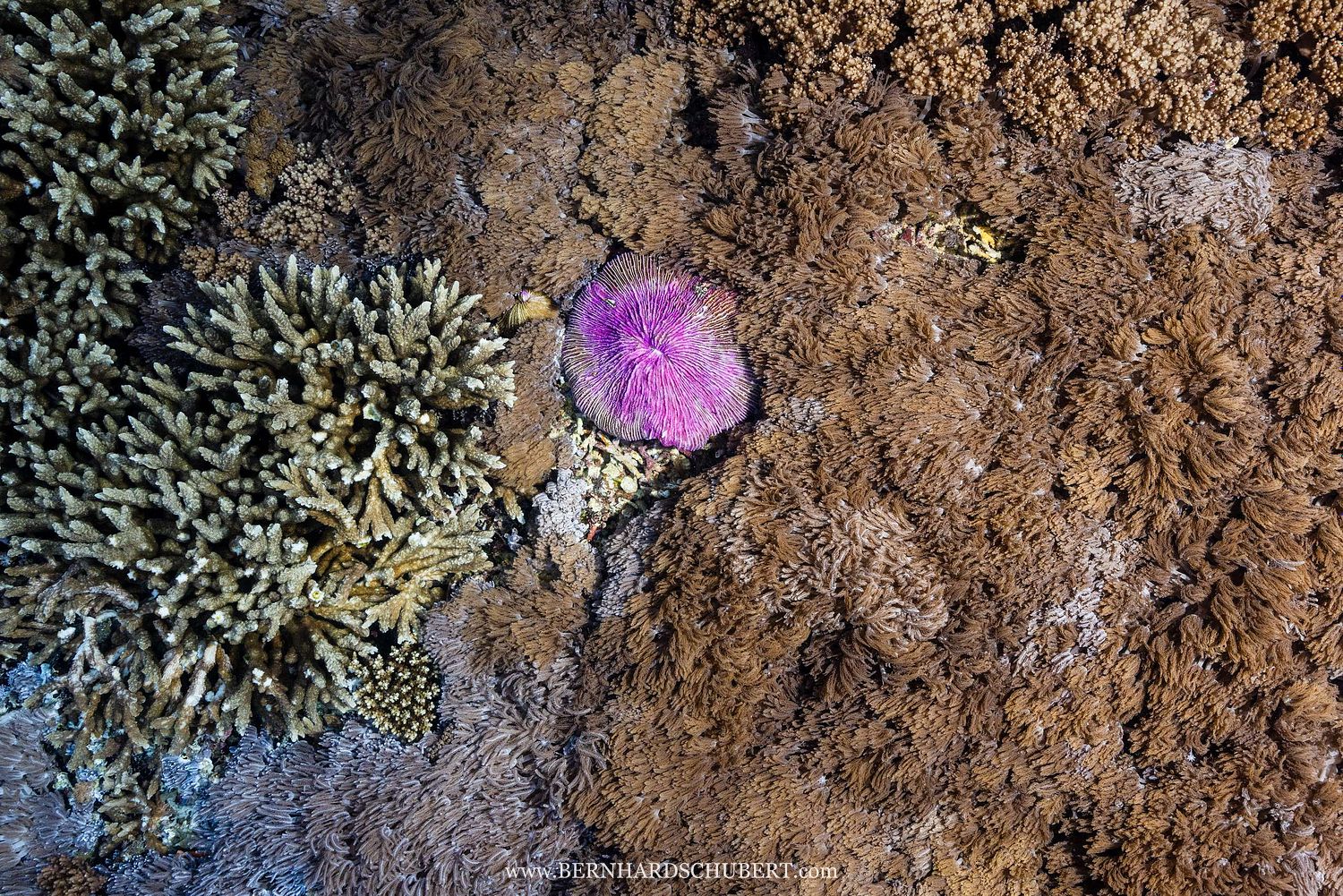 Fungia fungites - Mushroom coral