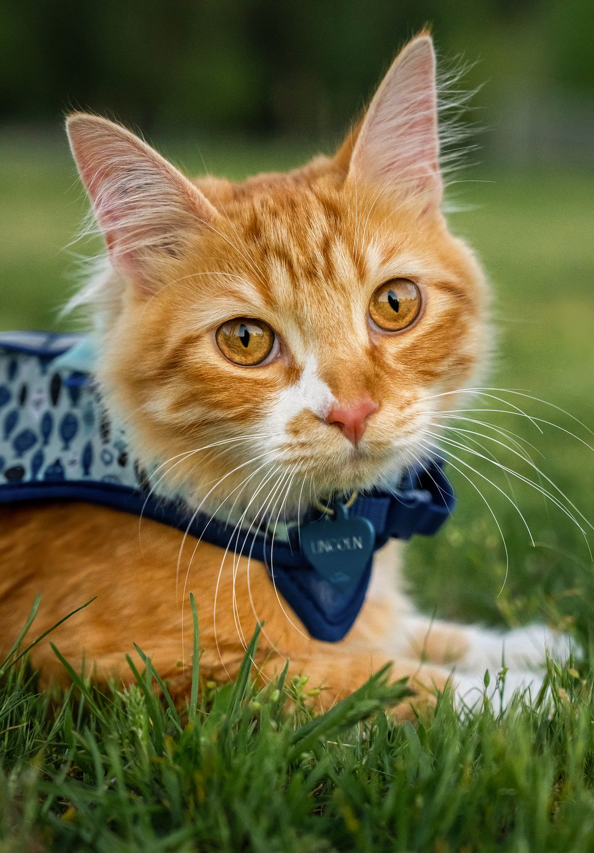 Orange cat with a blue harness at the park.