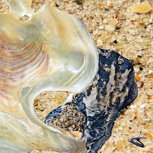 seashell sand details 11